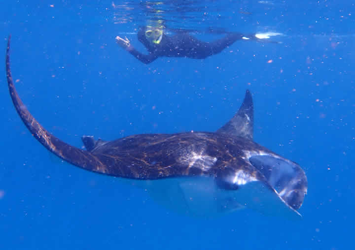 baros house reef: snorkeling with sea turtle