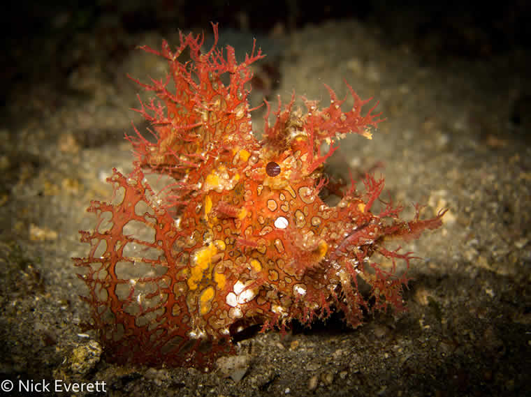 Rhinopias, Indonesia - Courtesy of Samambaia liveaboard