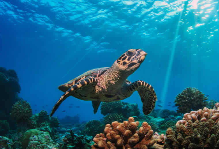 Sea turtle on the coral reef