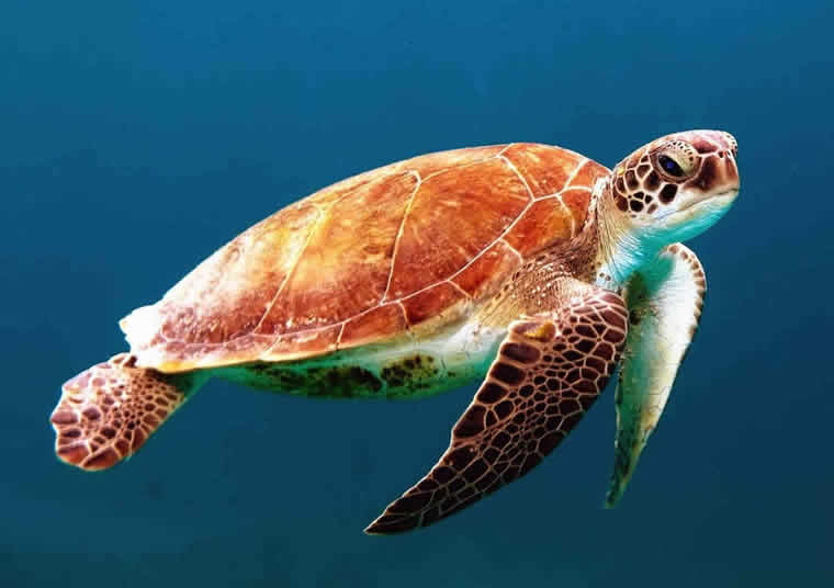 sea turtle in raa atoll, maldives