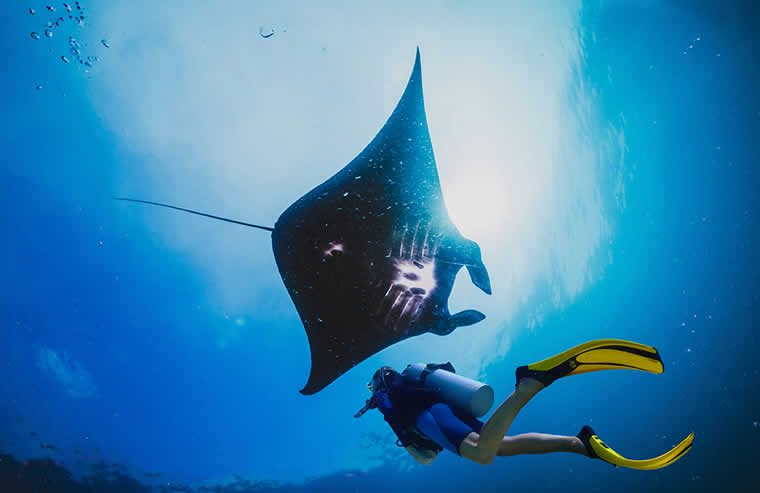 diving with manta rays in maldives