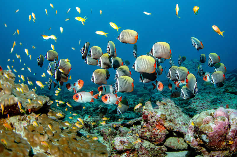 noku maldives, lthe house reef