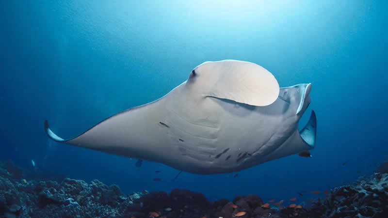 manta ray