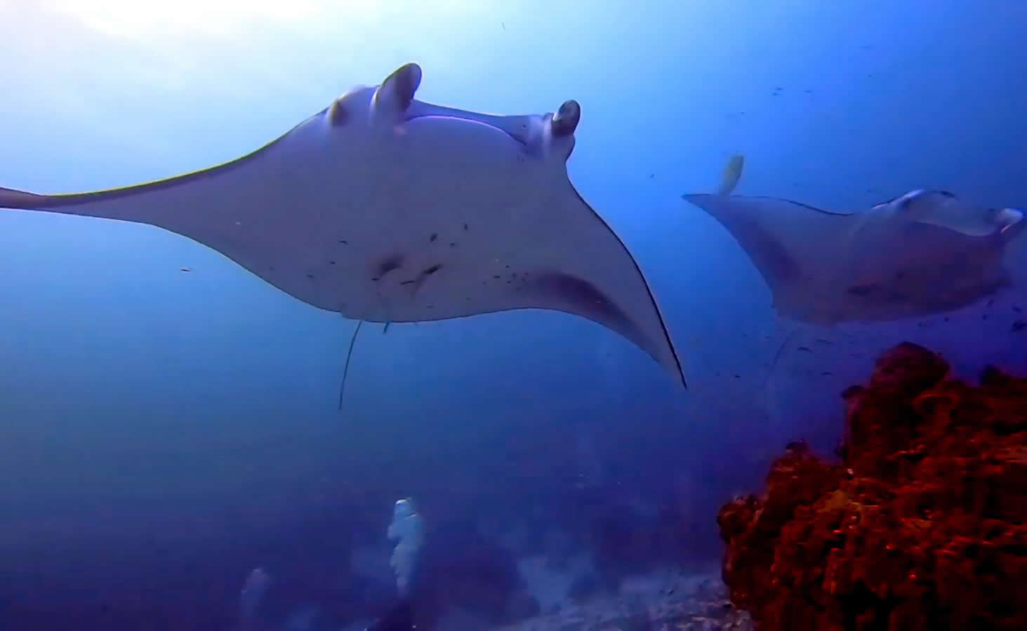 mantas cleaning station