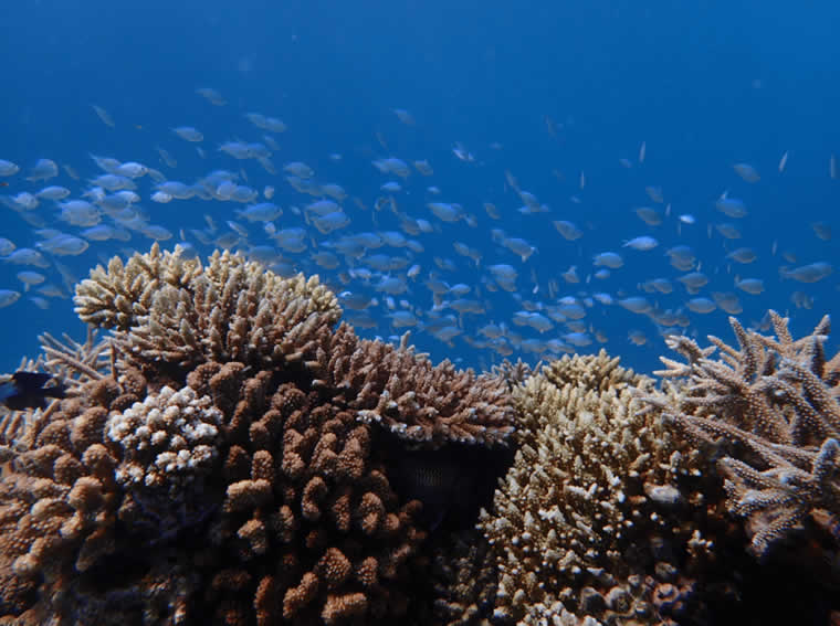 coral reefs