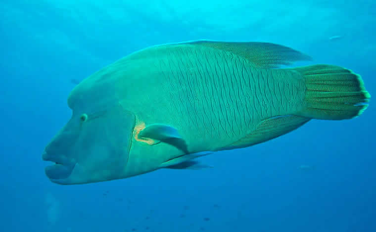 Fushivaru dive area: napoleon wrasse