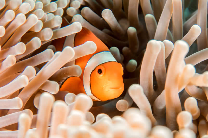 anemone fish