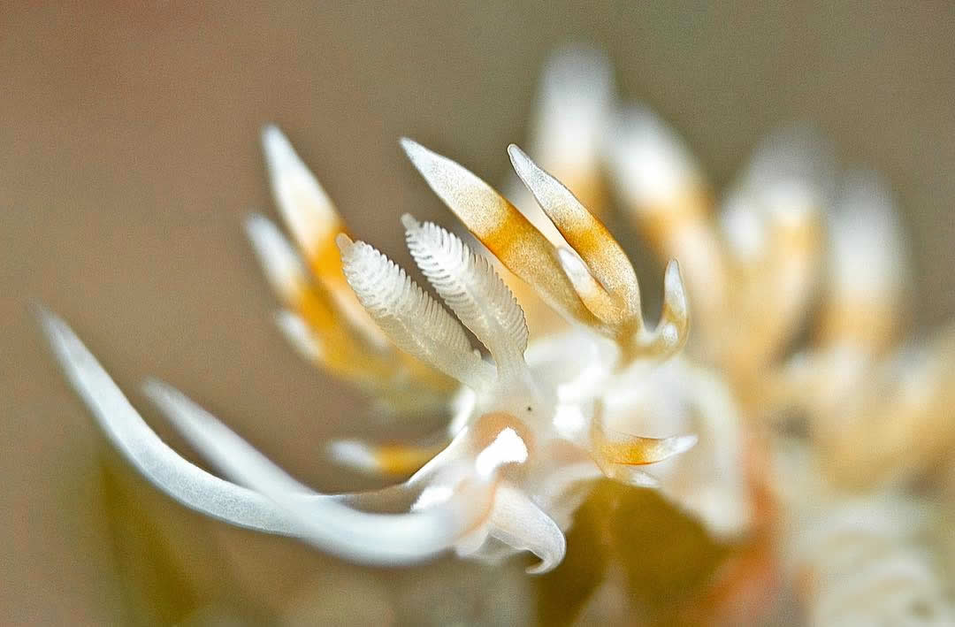 Nudibranch diving in the maldives