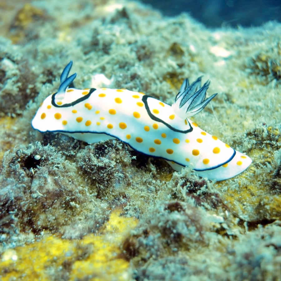 Nudibranch diving in the maldives