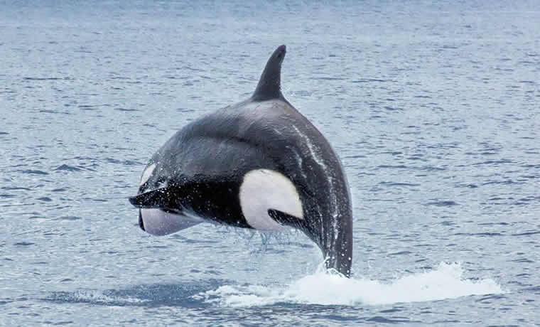 Orcas on the hunt in maldives