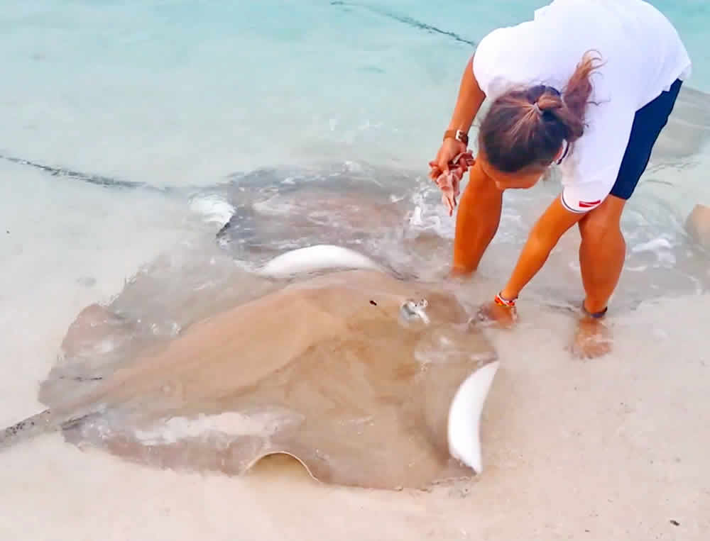 Stingray Feeding in huvafen fushi