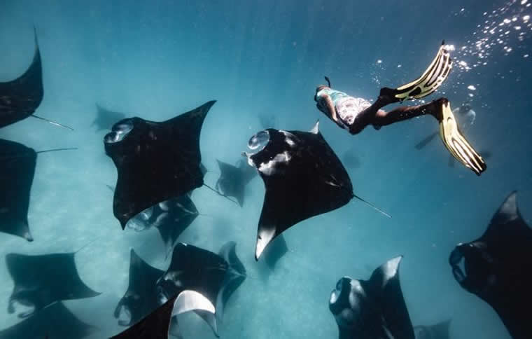 swimming with manta rays on Baa Atoll