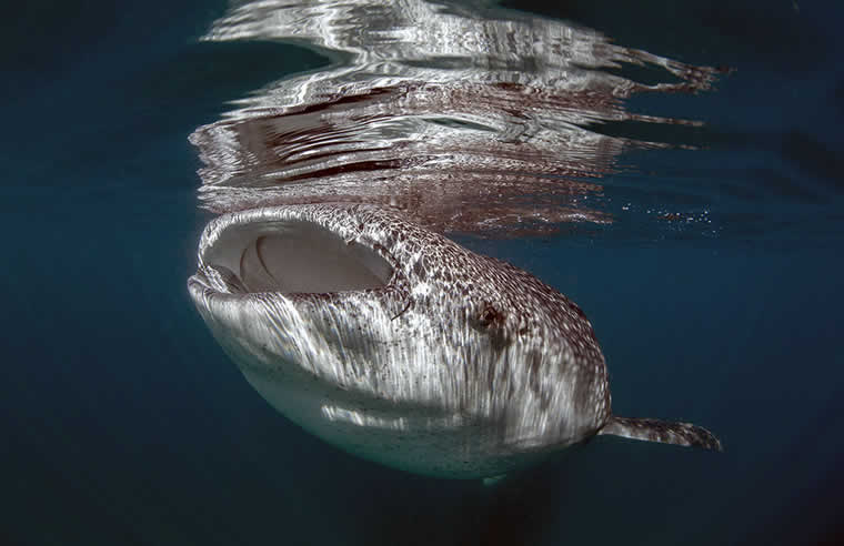 Sea of Cortez, Mexico 2024 whale shark diving