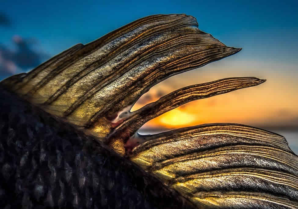 Sunset Fishing