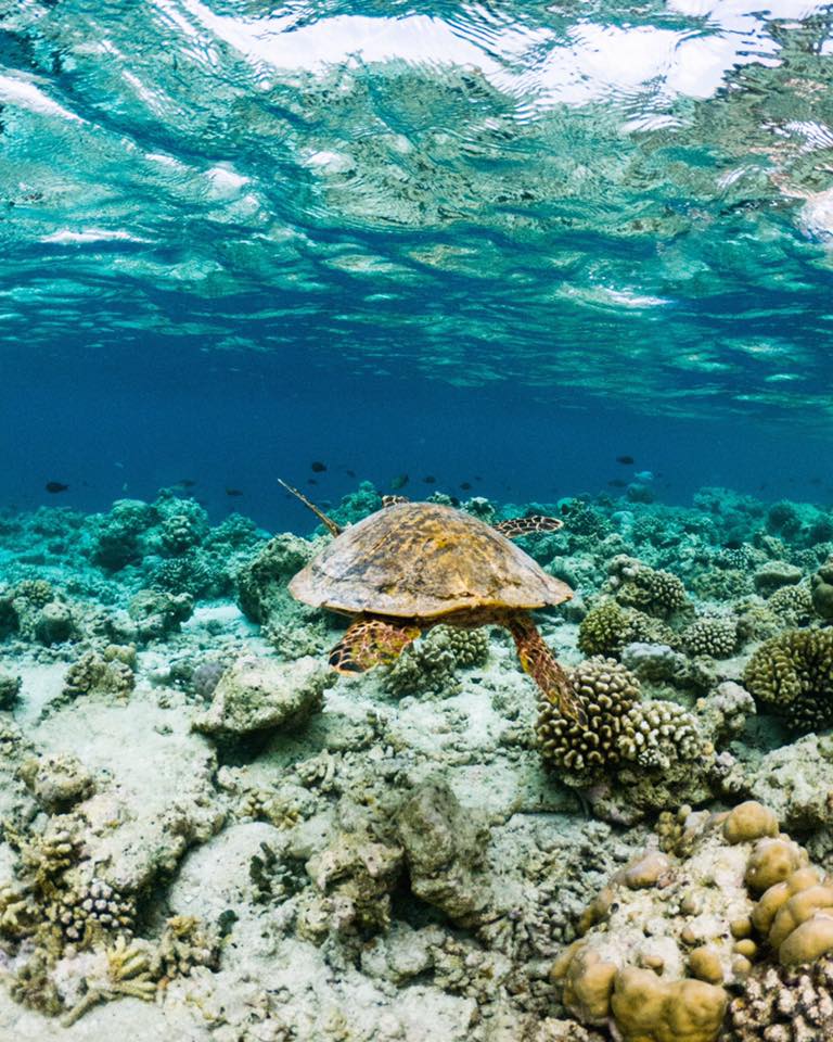 Guided Snorkeling  with a myriad of colourful fish