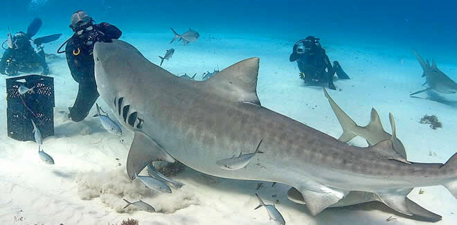 Tiger Sharks Diving in Fuvahmulah